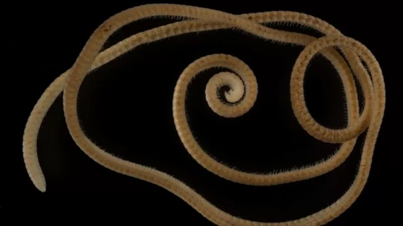 The millipede or luing with the most legs of any animal known to man, found in Australia